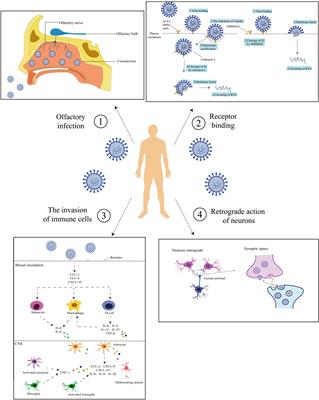 Infection routes, invasion mechanisms, and drug inhibition pathways of human coronaviruses on the nervous system